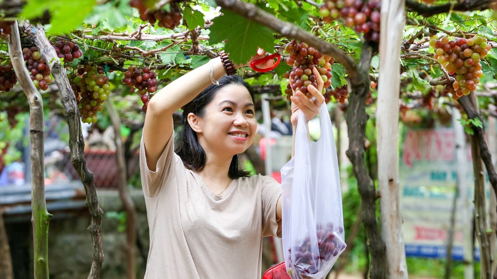 Mùa nho trên xứ Ninh Thuận