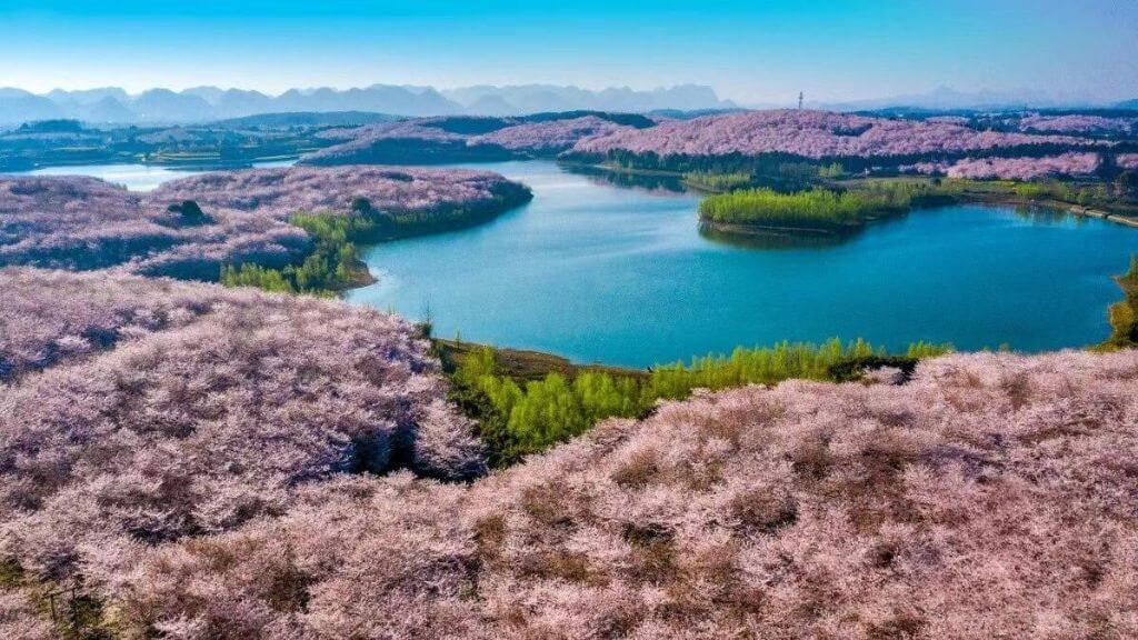 Tham quan Vườn anh đào Vạn Mẫu Bình Bá