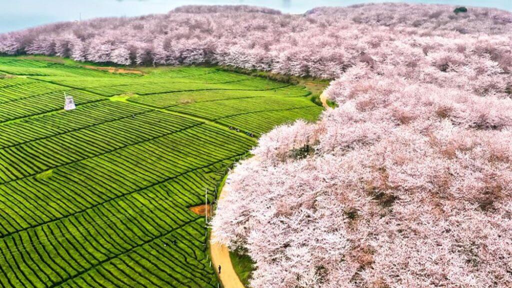 Khu trồng hoa anh đào lớn nhất thế giới – vườn anh đào Vạn Mẫu Bình Bá