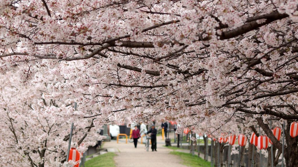 Chiêm ngưỡng hoa anh đào tại thủ đô Tokyo