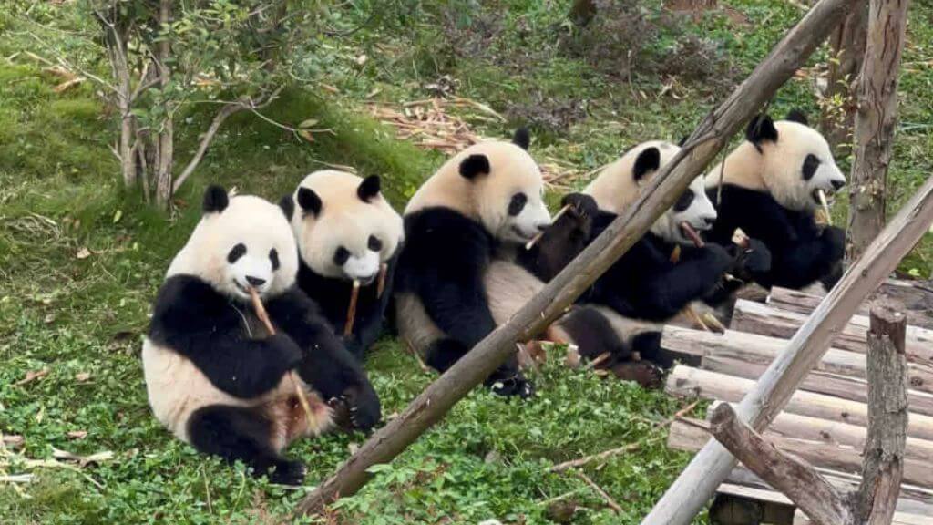 Công viên Gấu Trúc Thành Đô – Trung tâm Nghiên cứu & Nhân giống Gấu trúc lớn và nổi tiếng nhất Trung Quốc