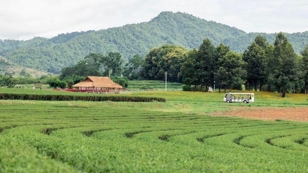 Chiêm ngưỡng khung cảnh thanh bình với đồng cỏ mênh mông