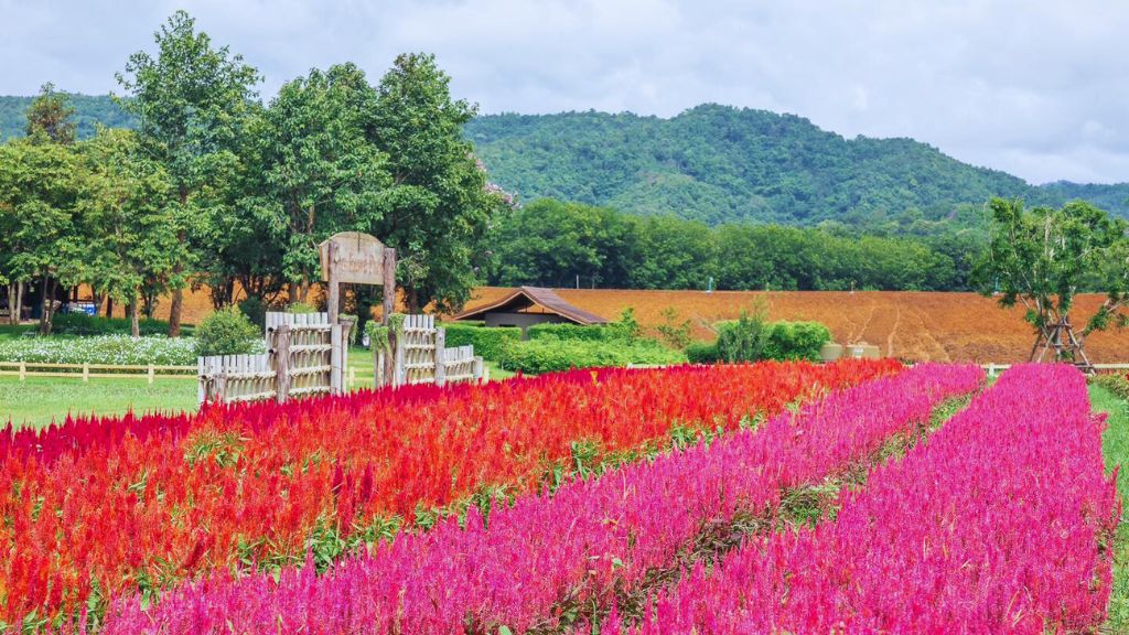 Chụp ảnh checkin với cánh đồng hoa tại công viên nông trại Singha Park