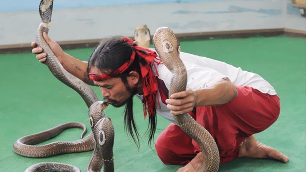 Biểu Diễn Rắn Độc Tại Snake Farm