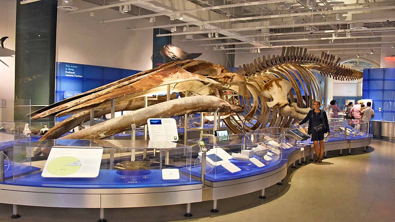 Bảo tàng Dinosaur