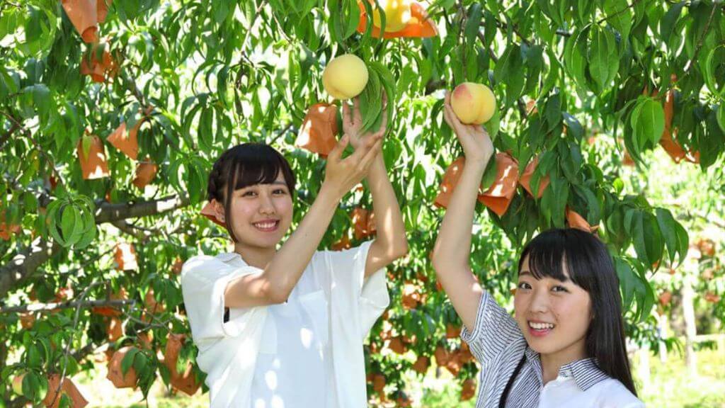 Hái trái cây tại vùng Yamanashi