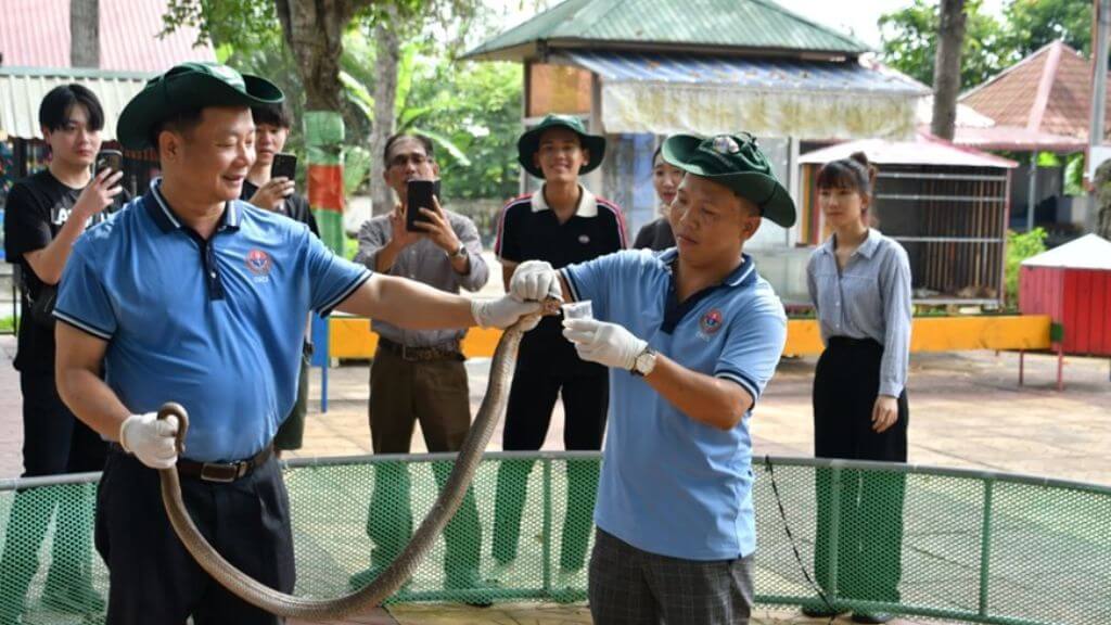 Chiêm ngưỡng các kỹ thuật viên biểu diễn rắn và thực hiện quy trình lấy nọc rắn dùng làm nguyên liệu sản xuất thuốc