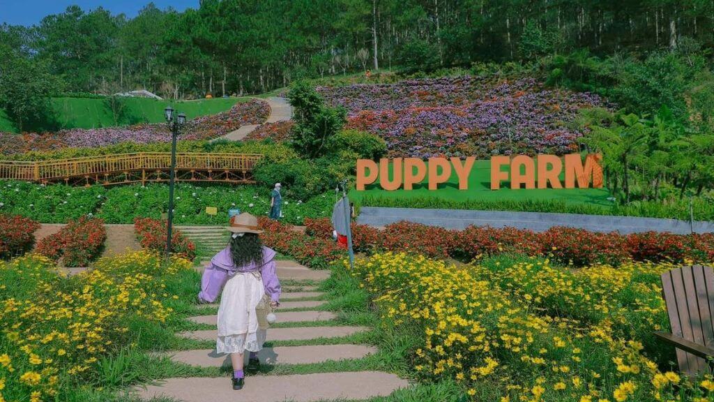 Puppy Farm nổi bật với những loài hoa đẹp nổi tiếng