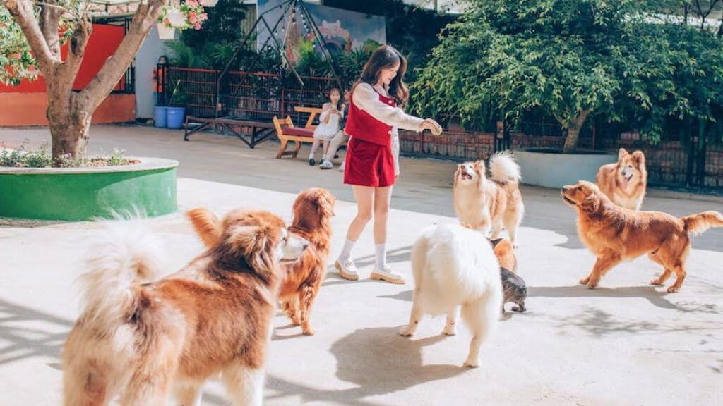 Nông trại cún Puppy Farm - địa điểm hấp dẫn hội mê thú cưng