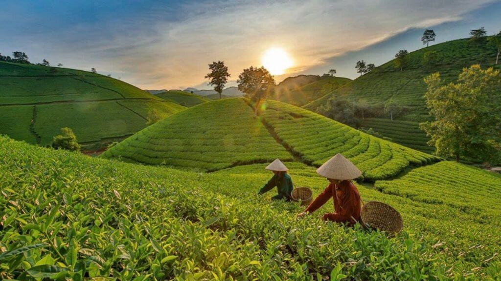Đồi chè trên cao nguyên Mộc Châu