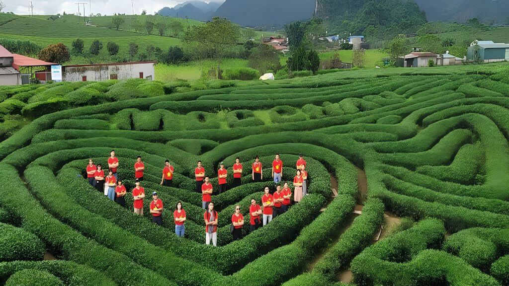 Đồi chè trái tim Mộc Châu