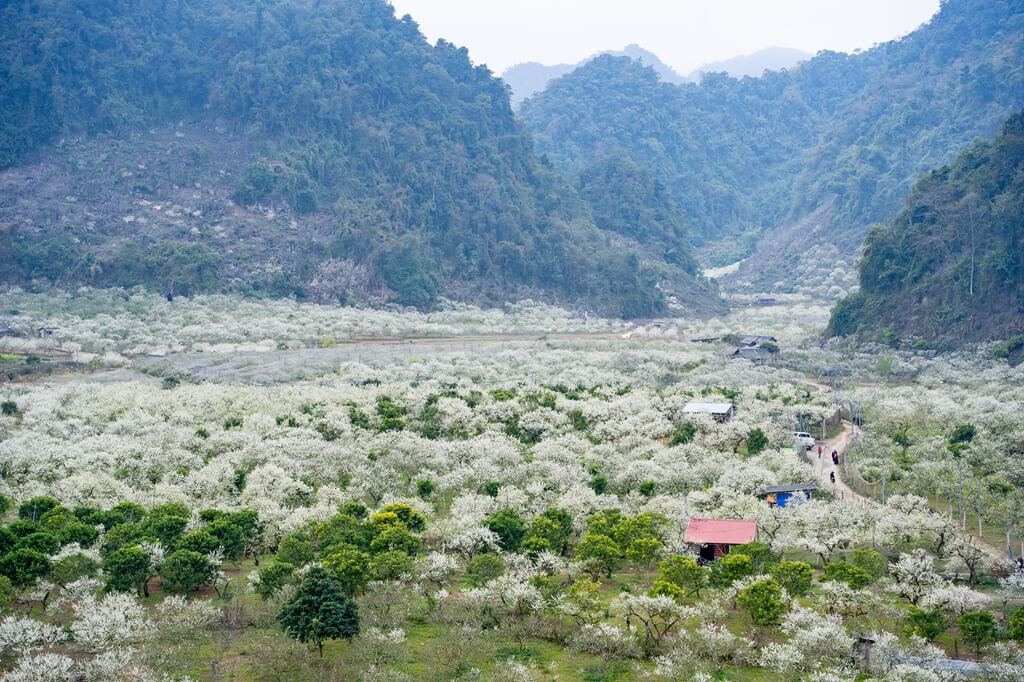 Thung lũng mận Nà Ka
