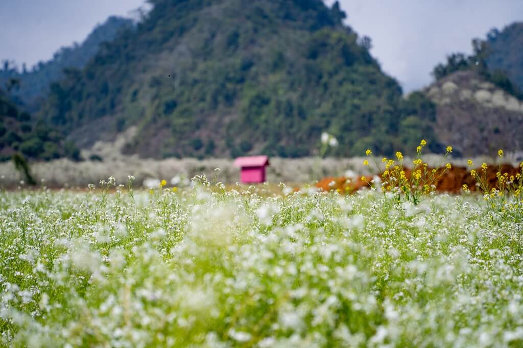 Vườn hoa cải Mộc Châu