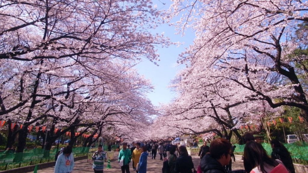 Ngắm hoa anh đào tại công viên Ueno