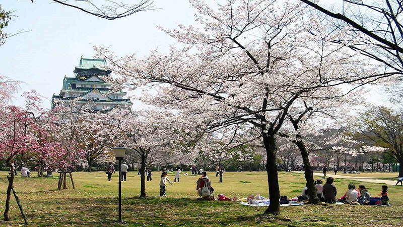 Ngắm hoa anh đào trong thành Osaka