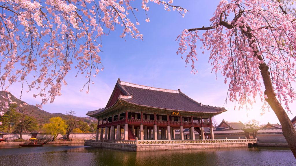 Du lịch Hàn Quốc ngăm hoa anh đào
