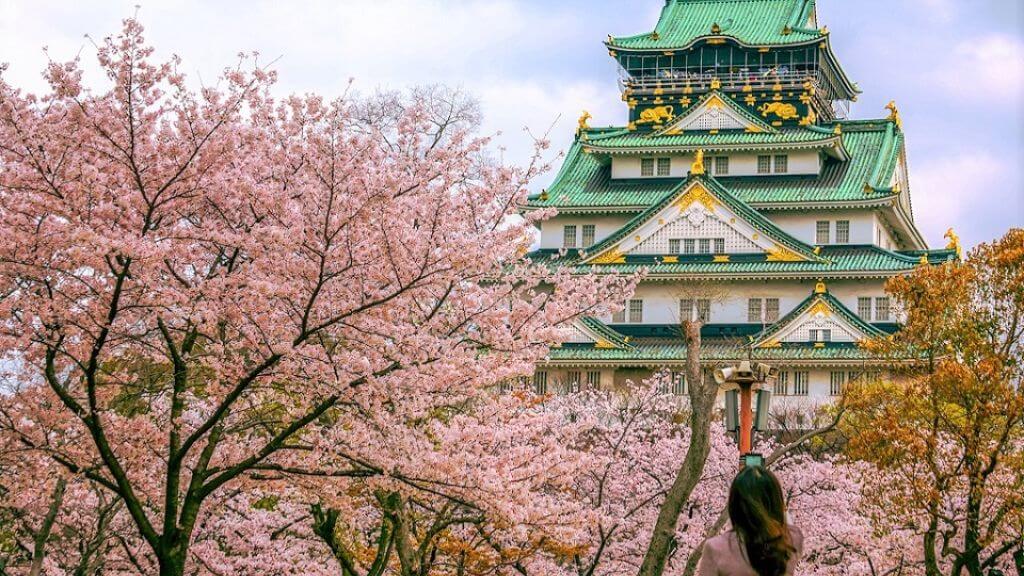 Lâu đài Osaka rợp sắc hoa anh đào