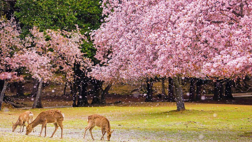 Công viên Nara trong mùa xuân vô cùng thơ mộng