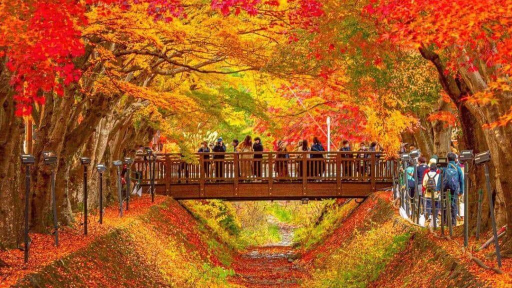 Đường hầm lá phong Momiji Kairo là điểm đến không thể bỏ lỡ