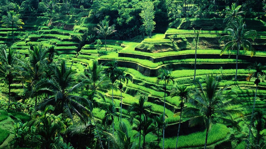 Ngôi làng Ubud thân thiện