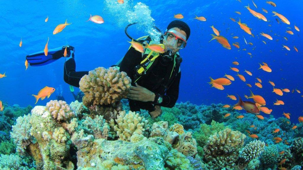 Lặn biển ngắm san hô trong tour du lịch Nha Trang