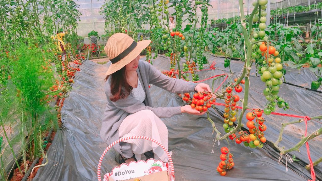 Vườn cà chua chín mọng tại Puppy Farm Đà Lạt
