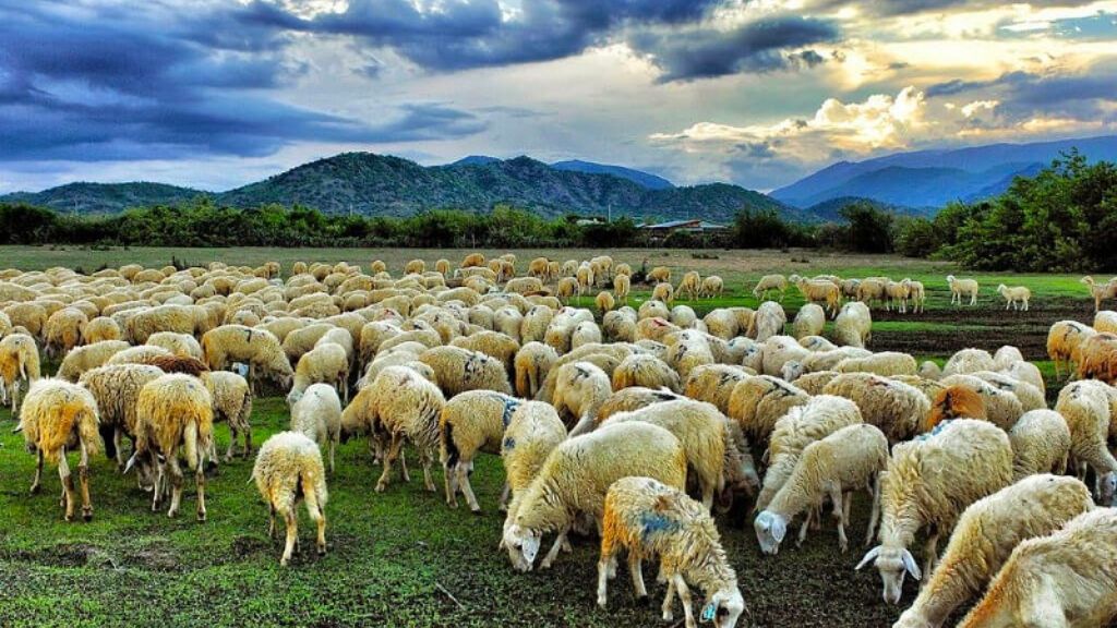 Nét thơ mộng của đồng cừu Ninh Thuận