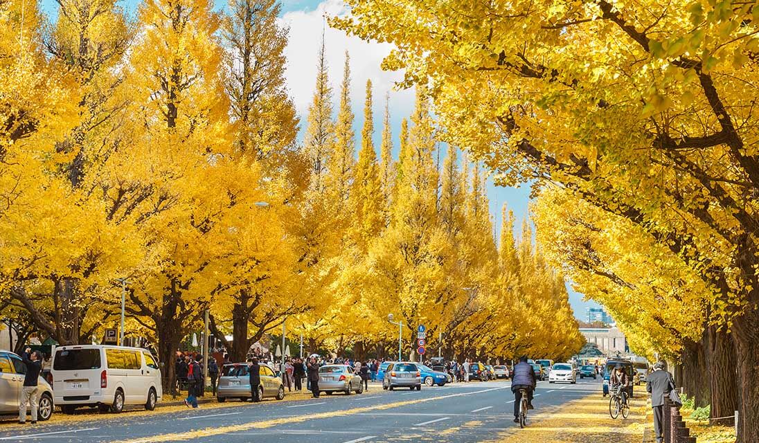 Cảm nhận trọn vẹn vẻ đẹp mùa thu Nhật Bản tại Meiji Jingu Garden