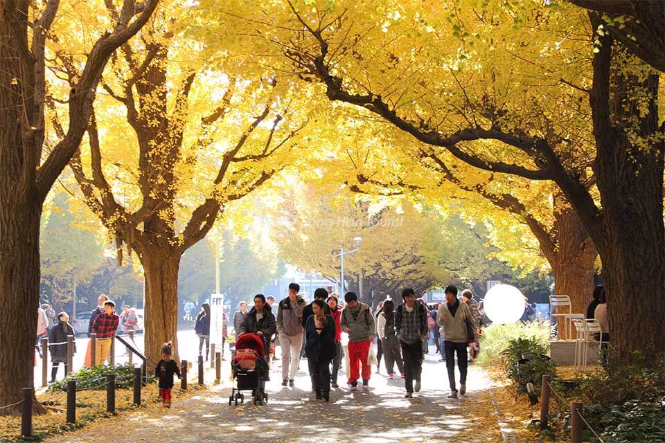 Ngắm mùa thu lá vàng tuyệt đẹp ngay tại Tokyo