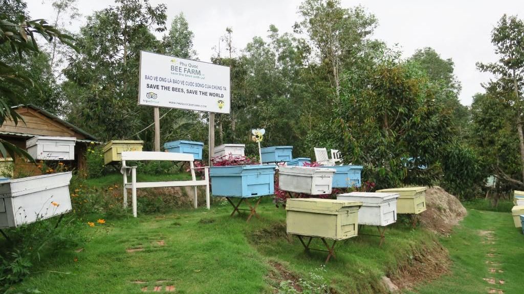 Trang trại nuôi ong lớn nhất Phú Quốc