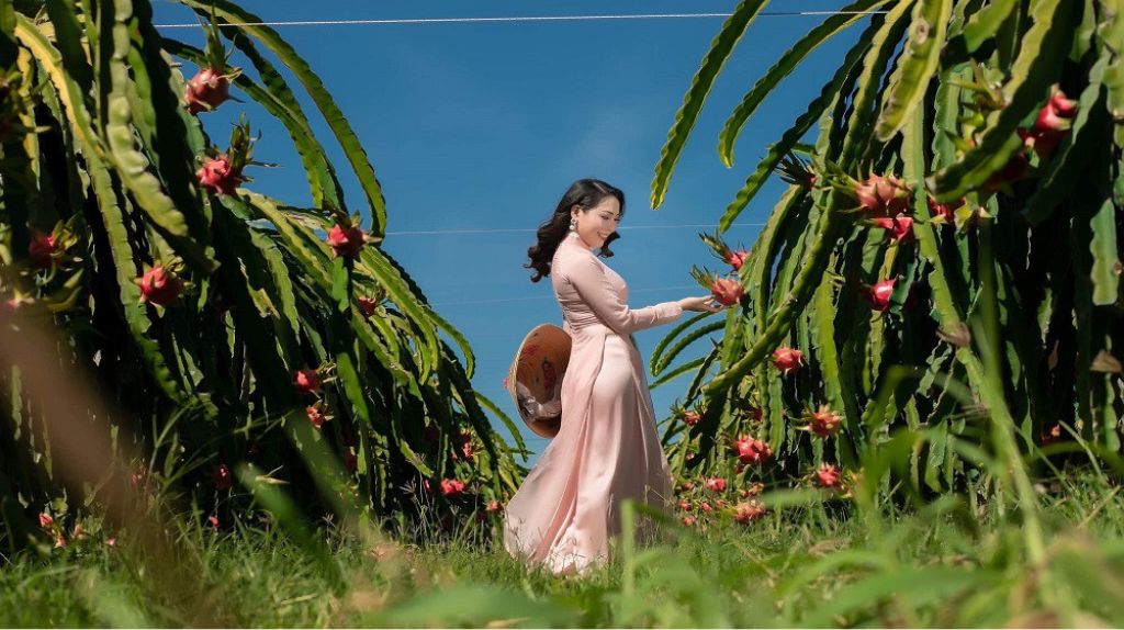 Du khách thả dáng chụp ảnh tại vườn thanh long