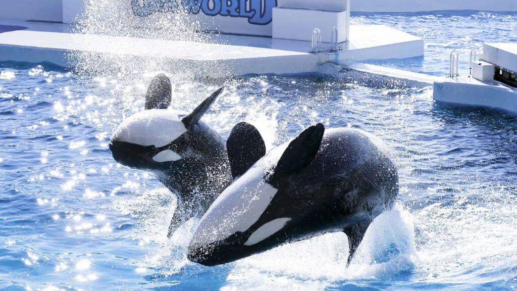 Xem cá heo trình diễn tại Kamogawa Sea World