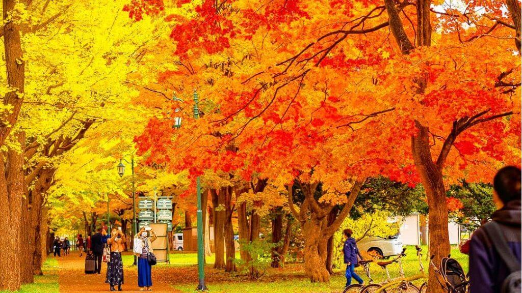 Sắc thu đẹp nao lòng ở trường Đại học Hokkaido (@visit sapporo)