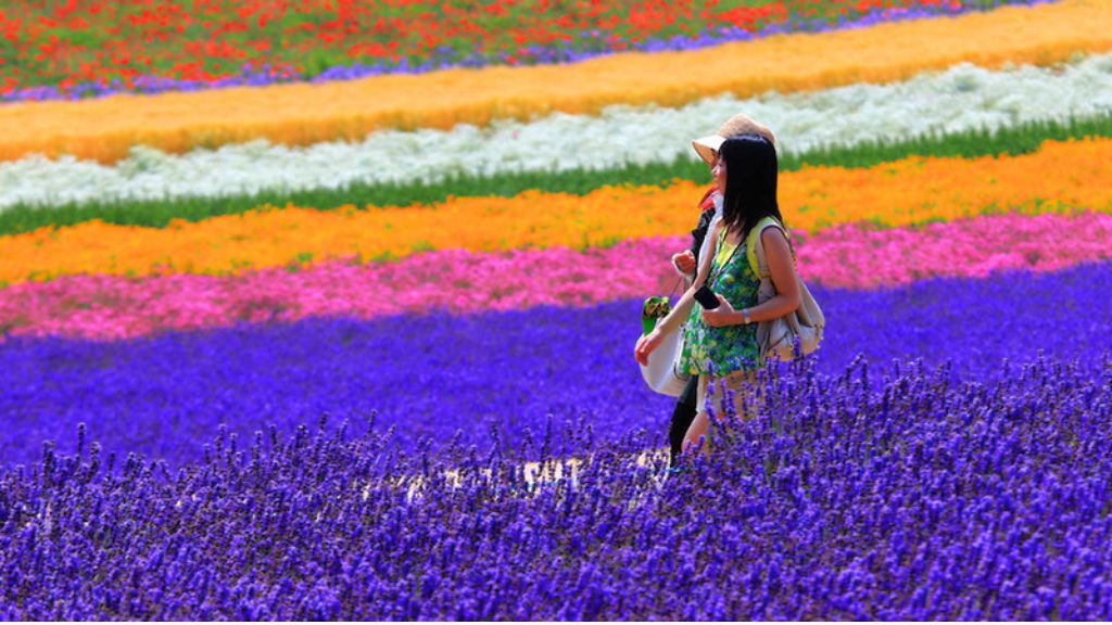Rực Rỡ Sắc Hoa Lavender  Hokkaido   Asahikawa   Furano   Sapporo   Otaru 6N5Đ  Từ HCM