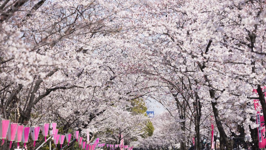 Chiêm ngưỡng hoa anh đào tại Công viên Ueno