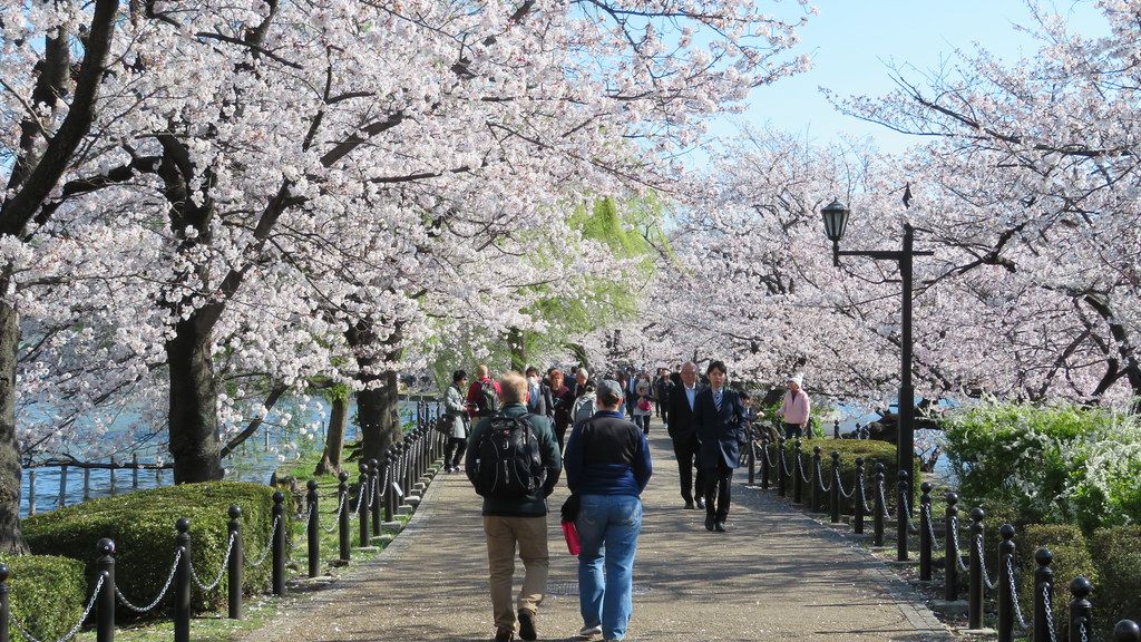 Dạo bước ngắm nhìn hoa anh đào tại Công viên Ueno