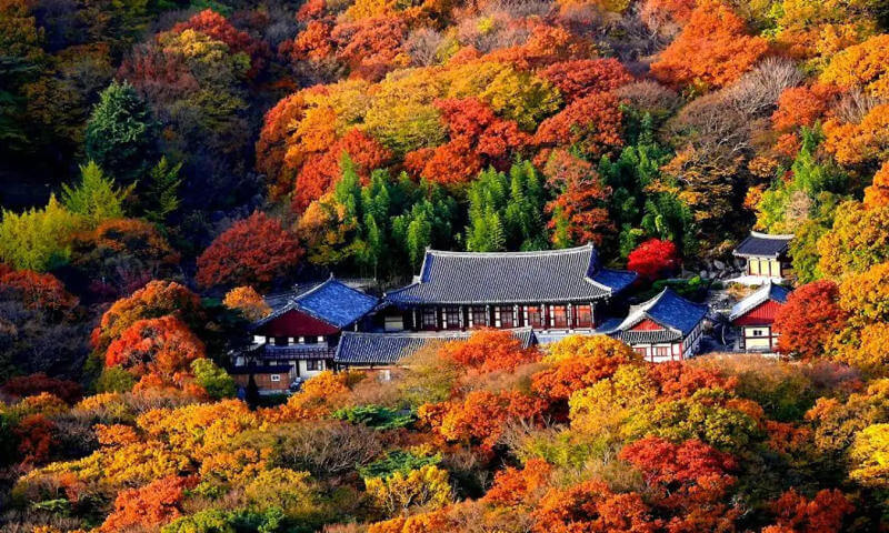 Busan Rực Rỡ Giữa Mùa Thu