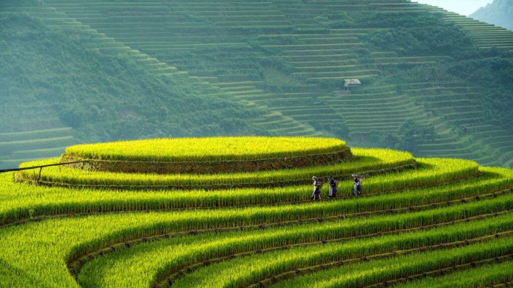 Tham quan Đồi Mâm Xôi La Pán Tẩn – biểu tượng ruộng bậc thang mùa vàng Mù Cang Chải