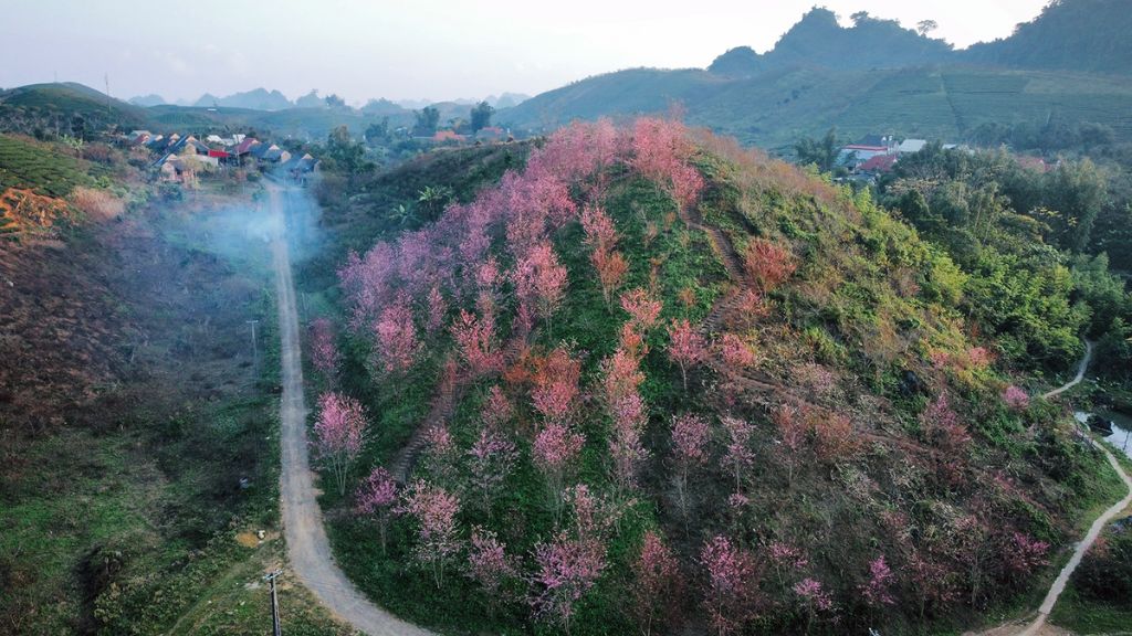 Vườn hoa đào nở rộ trong tour du lịch Mộc Châu