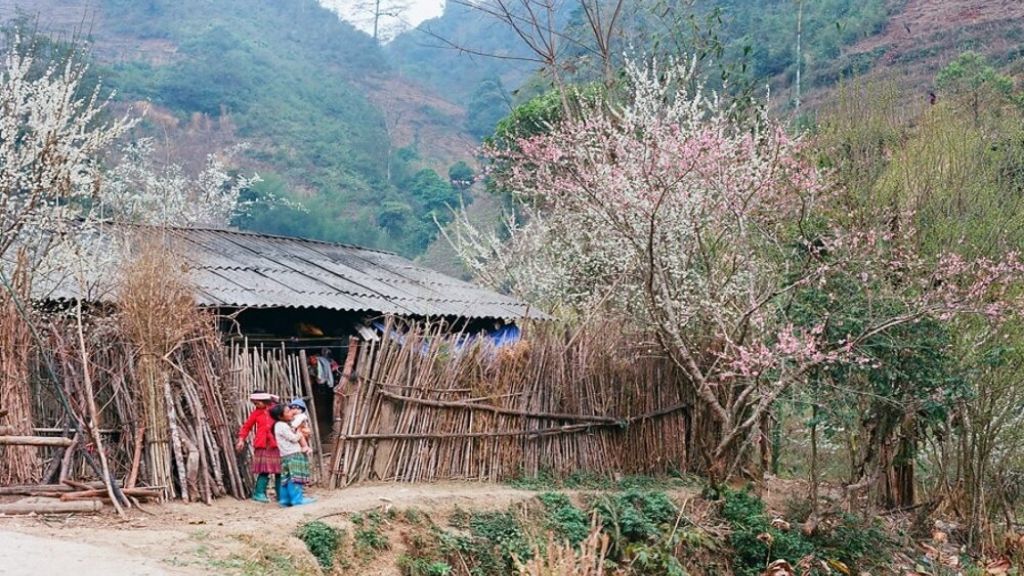 Những cung đường làng ngập tràn sắc hoa đào