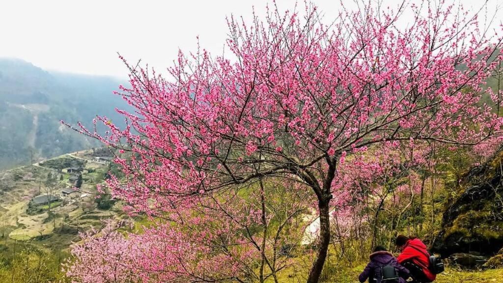 Mùa xuân hoa đào nở tại Hà Giang