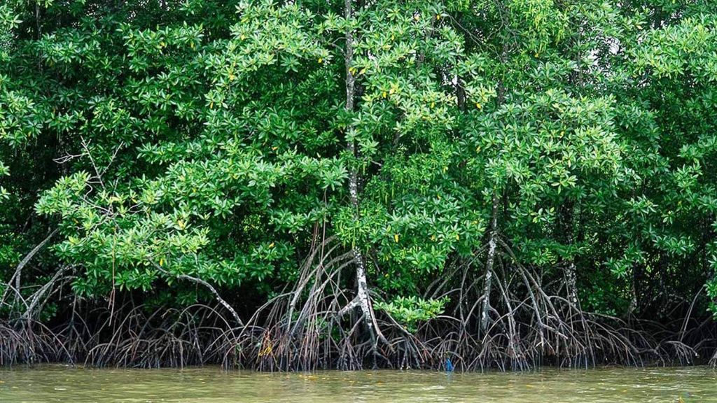 Hệ sinh thái rừng ngập mặn tại Vườn quốc gia Mũi Cà Mau