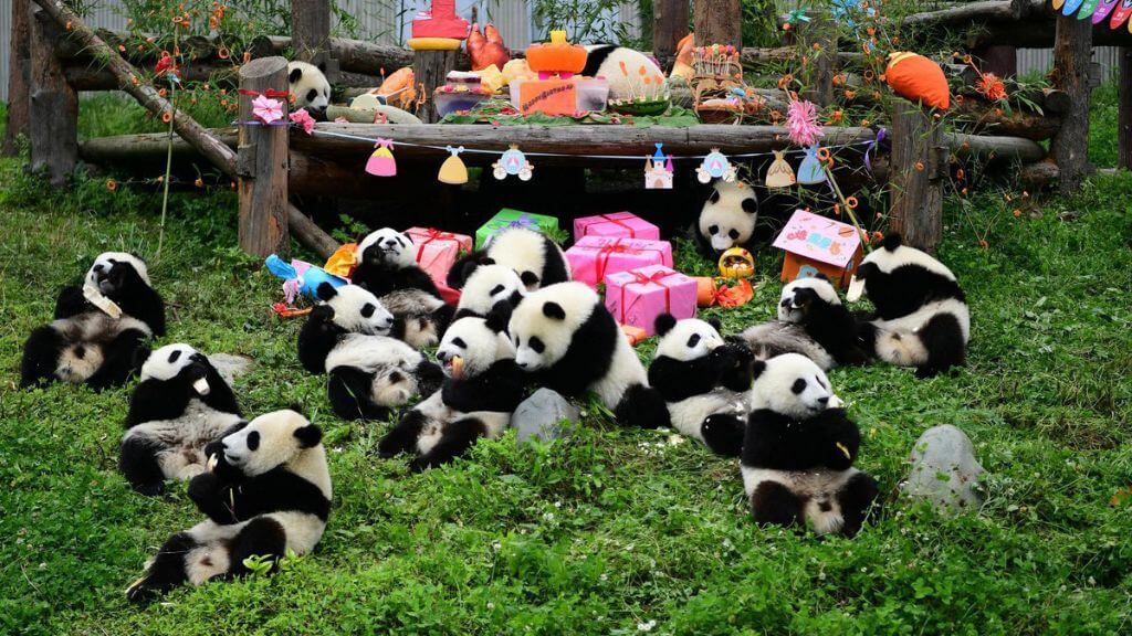 Ngắm nhìn những gấu trúc dễ thương tại Công viên Gấu Trúc