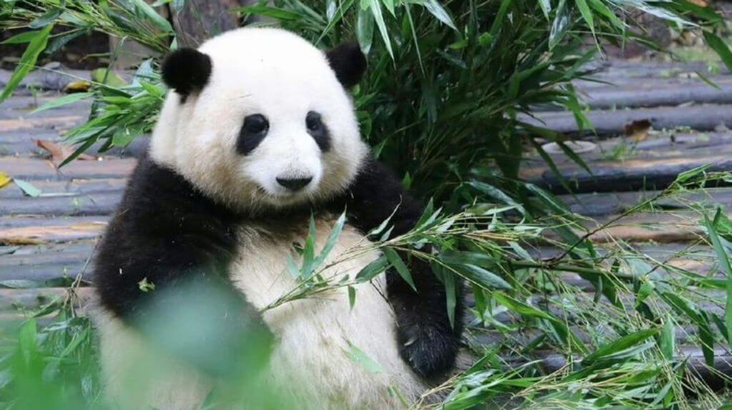 Ghé thăm Hoa Hoa   đỉnh lưu giới Pandabiz