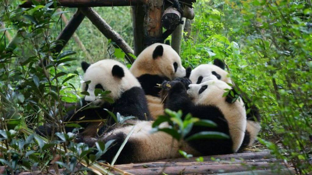 Ghé thăm gấu trúc tại Công viên Gấu trúc