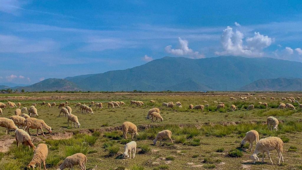 Tham quan đồng cừu được ví như thảo nguyên Mông Cổ