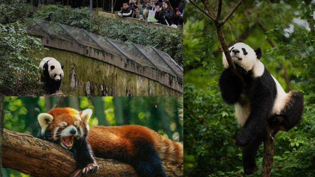 Trung tâm nghiên cứu và nhân giống gấu trúc lớn Thành Đô