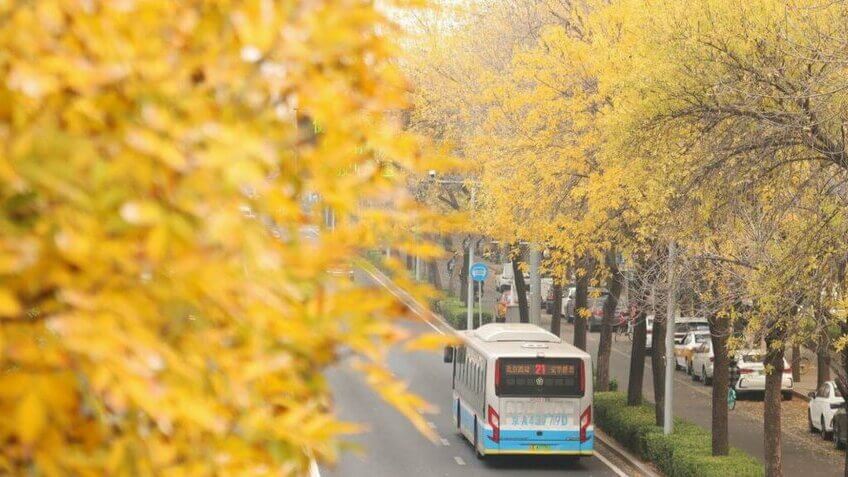 Màu vàng óng hai bên đường bắc kinh
