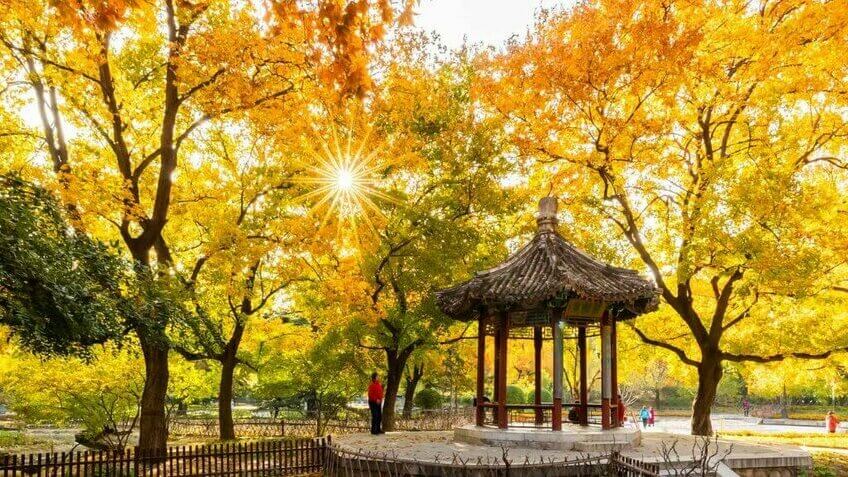 cảnh lá vàng giữ công viên