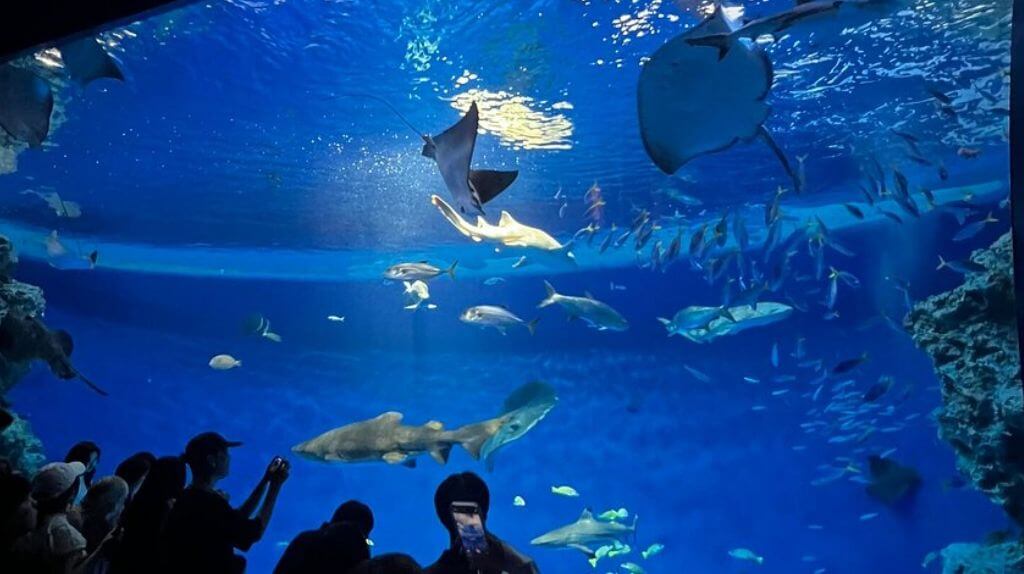 Du khách được ngắm cá ở Kobe Suma Sea World